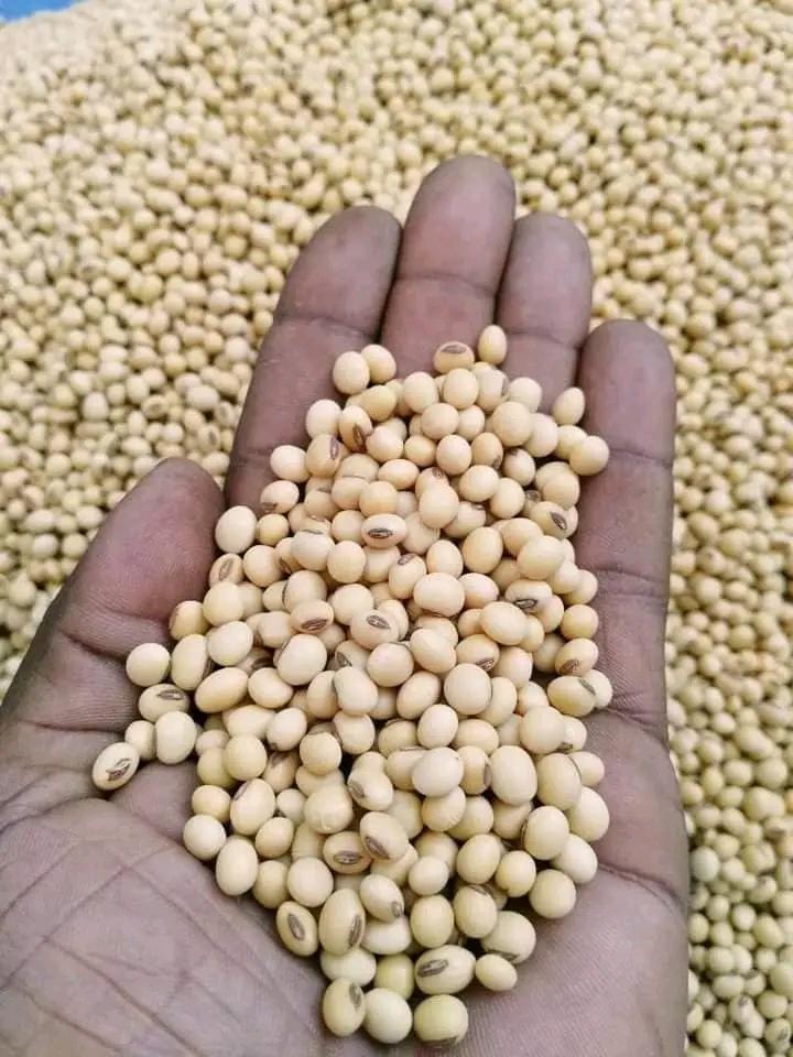 Soybean