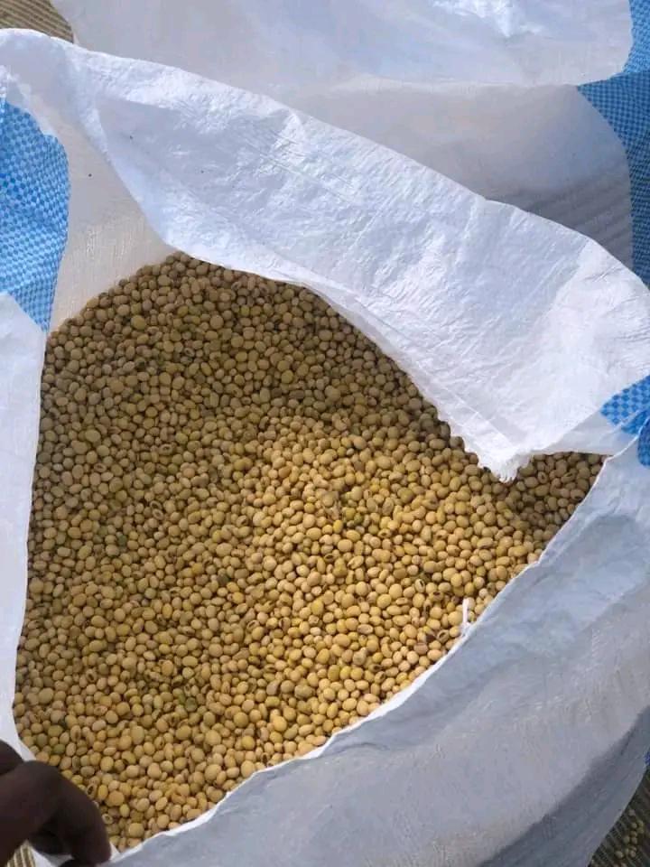 Non-GMO soybeans sourced from East Africa